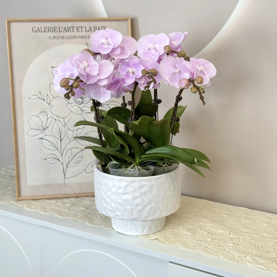 【紫霞仙子】蝴蝶兰 淡粉色 过年开业 新春礼品 源头基地直发