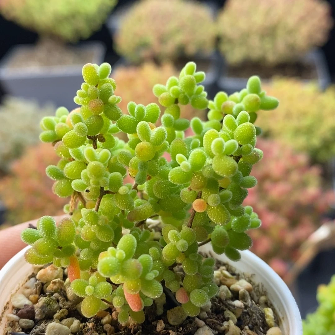 530蜜橘糖球。