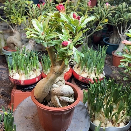 沙漠玫瑰新品雕带盆