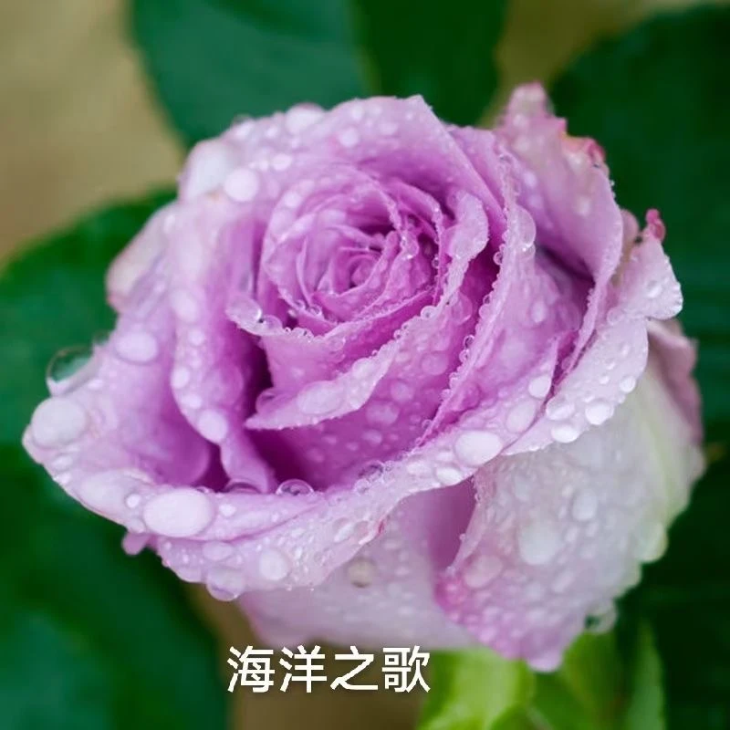 海洋之歌云南玫瑰花苗大花浓香四季开花月季老根花卉绿植盆栽植物