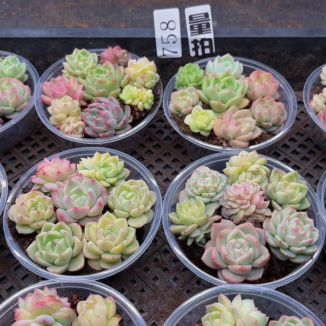 多肉植物多肉植物758量拍