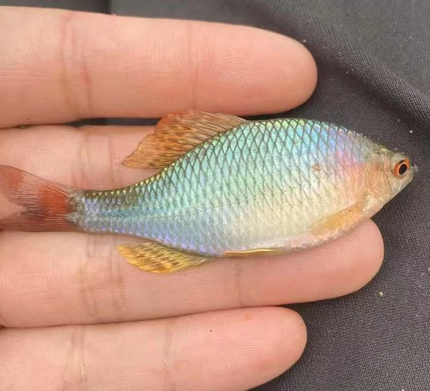 金臀 金臀鱊 鳑鲏 冷水鱼