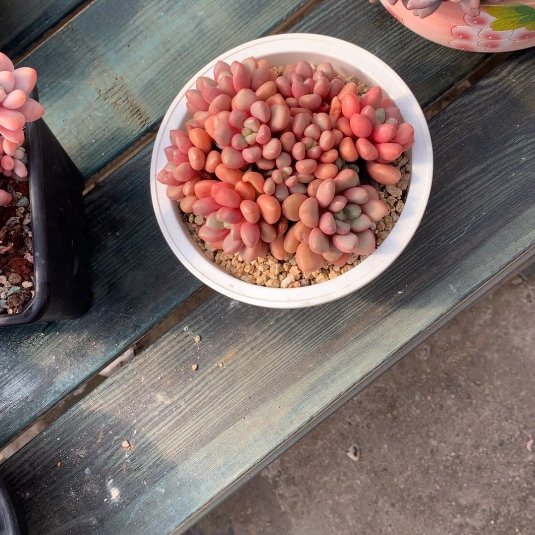 ****友一物一拍一物一拍