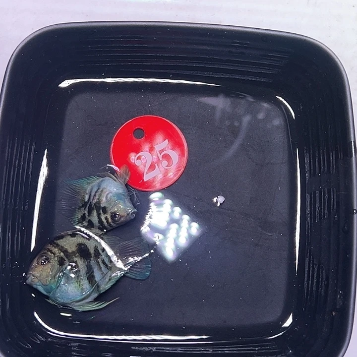 鹦鹉鱼25号，蓝蓝一对