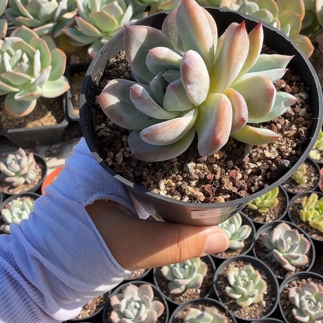 438八公分无砍塔帕帕满20包邮