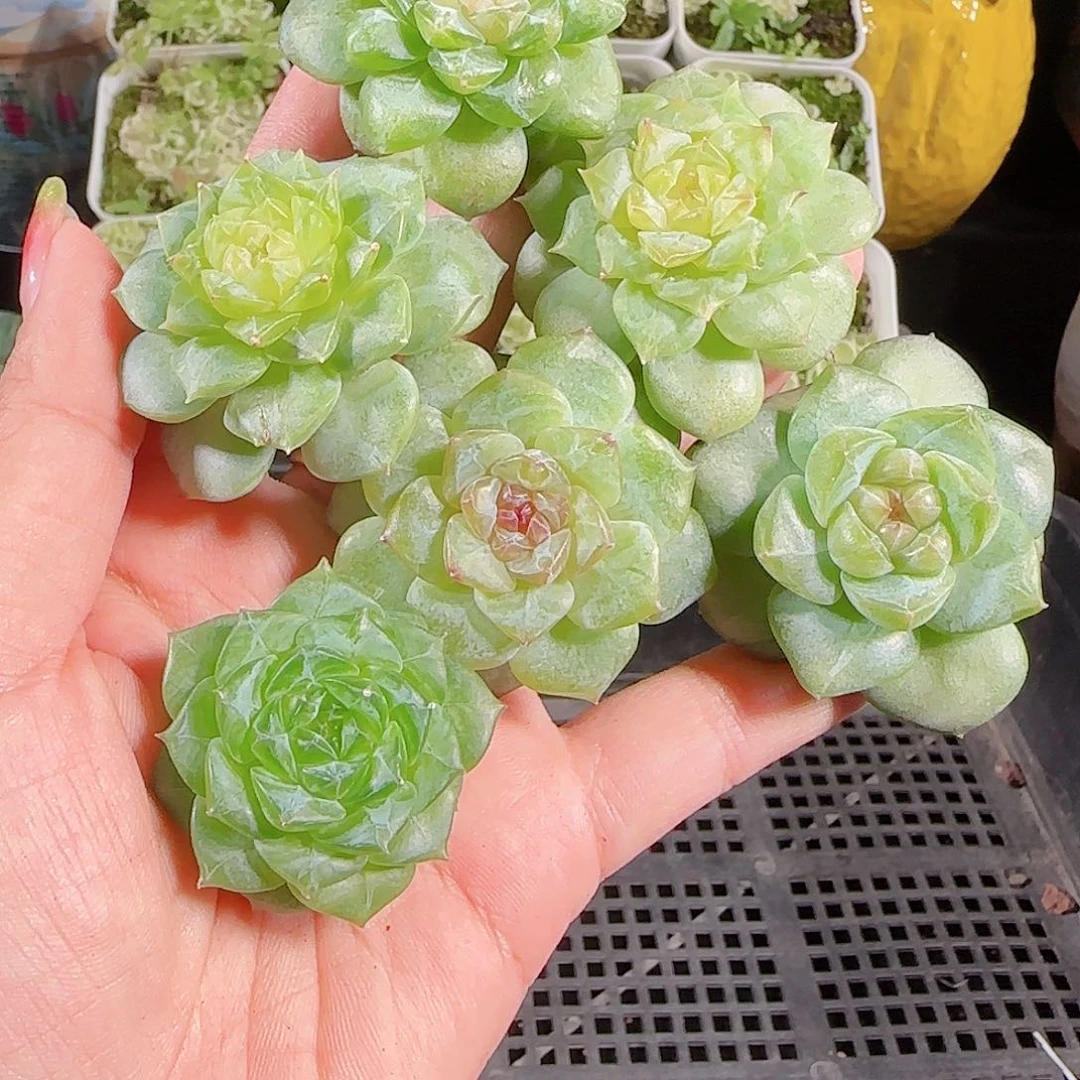 0914---102糖心珍妮