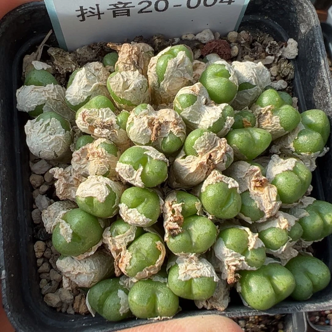 20-04肉锥多肉植物