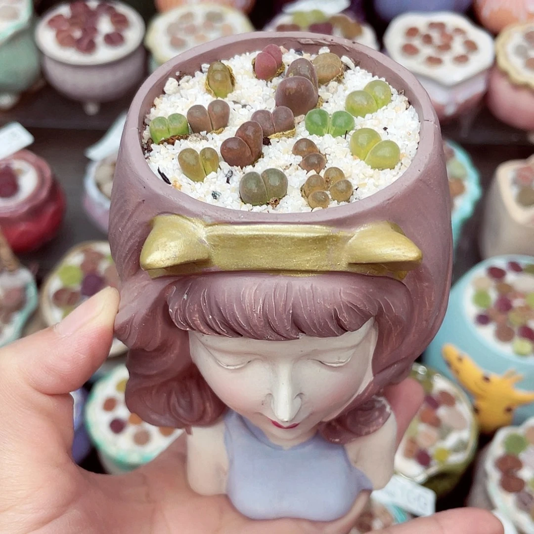 生石花满18包邮0708-150