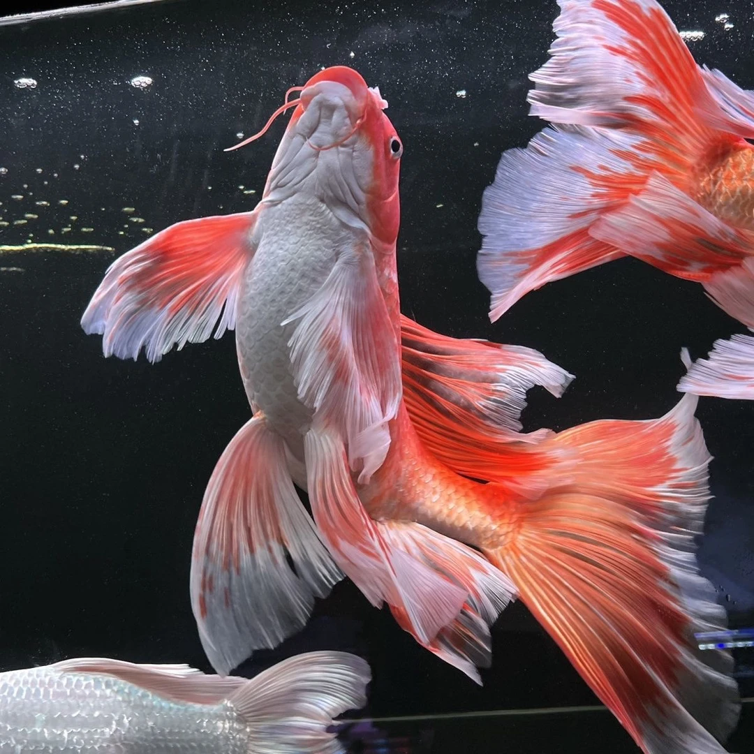 直播福利石膏白花红纯种普身白蝴蝶锦鲤