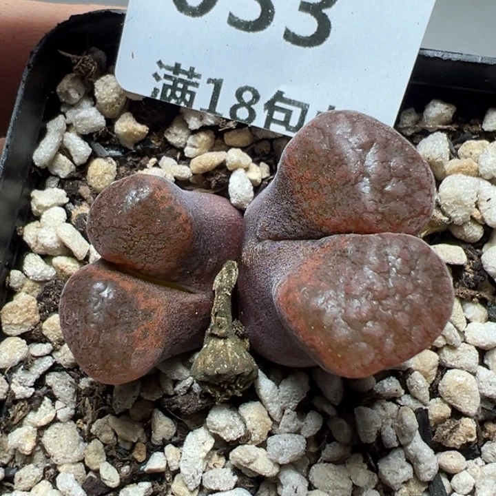 【闪购商品】033……