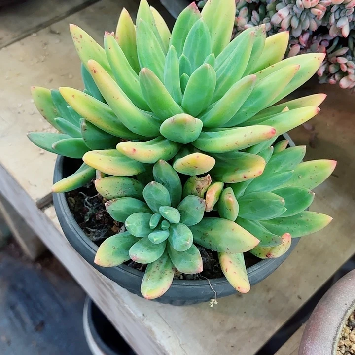 海洋之歌老桩群精品多肉