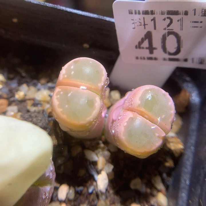 精品生石花121.40巨粉