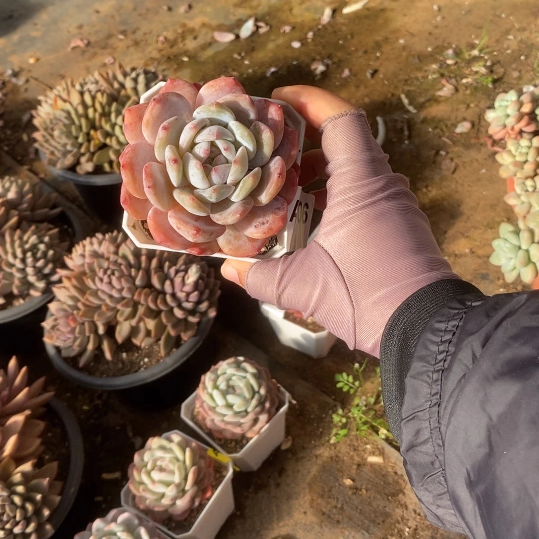 一***花606橙梦露一物一拍