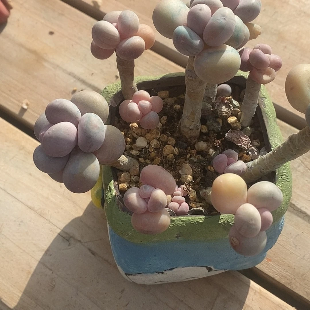 甜***儿分别具风采哥哥宝宝奶奶你看