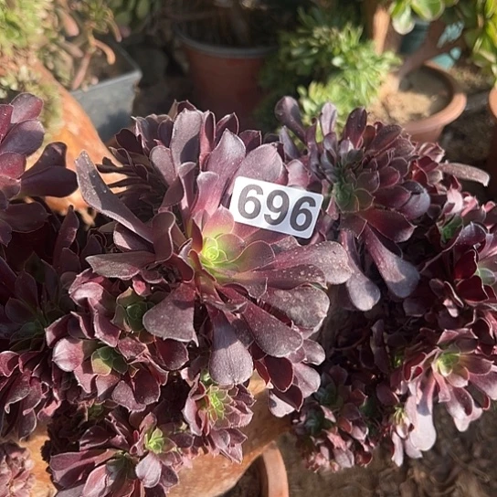 云***y多肉植物一个欧子696