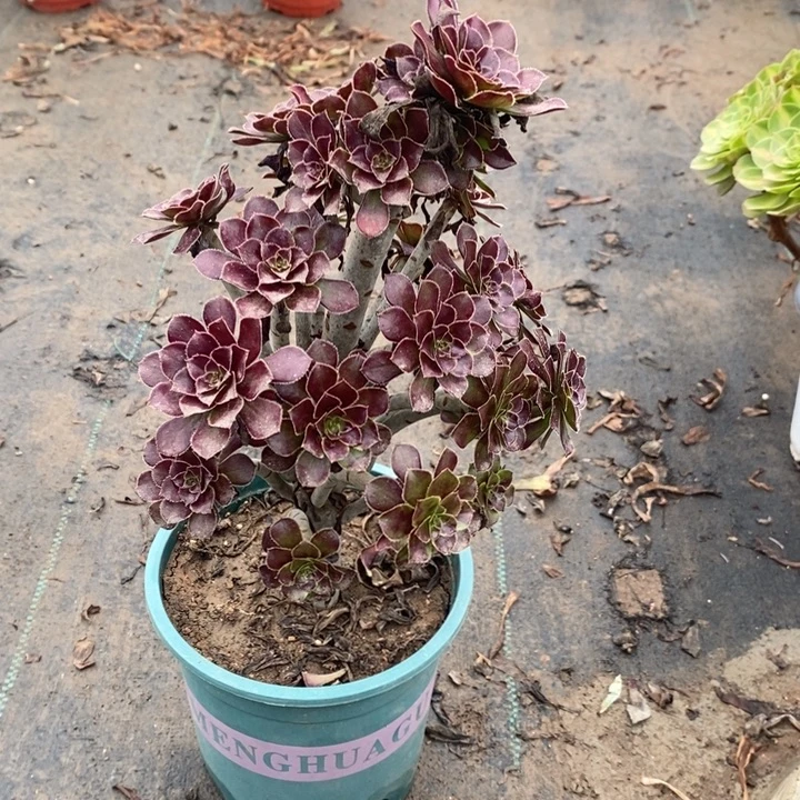 黑法12多肉植物法师法师法师
