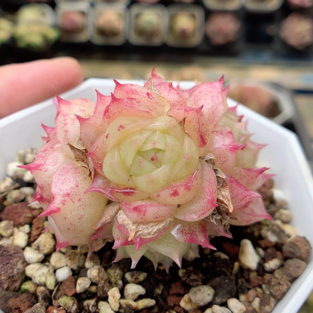 G72 ，20包邮两天凑单