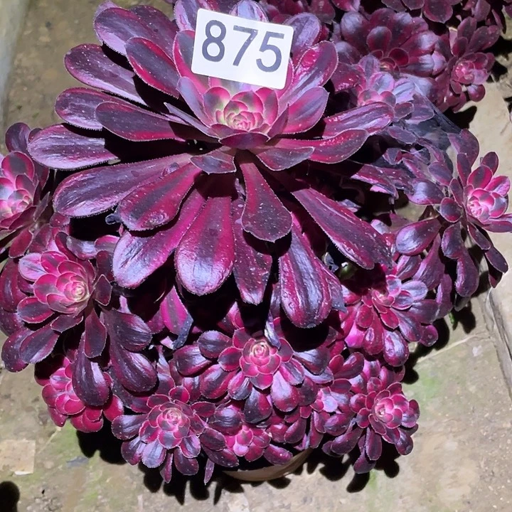 多肉植物法师875箱奶儿
