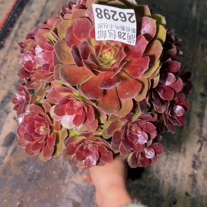 26298南美人不包断枝