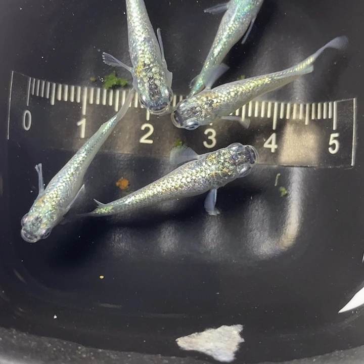 青鳉鱼妖精5条，17满10包邮，可叠单