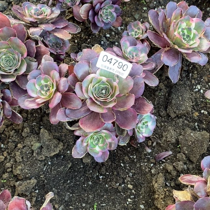 04760魅金玫瑰金多肉植物