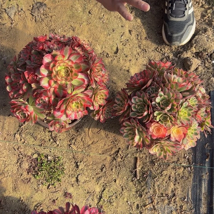 26.8倾城一棵包邮