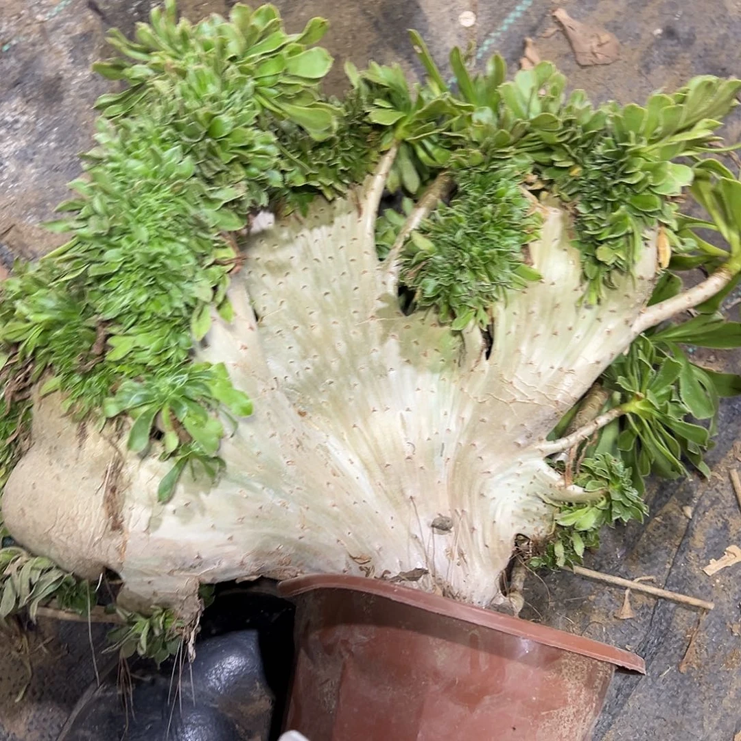 多197肉植物原始绿缀花