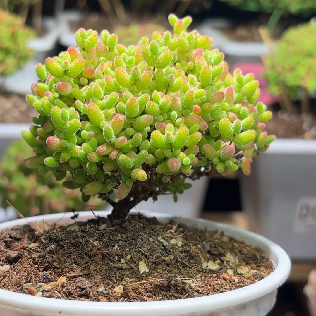 枝干番杏金桔D077