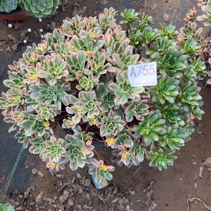 甜茶多肉植物755.