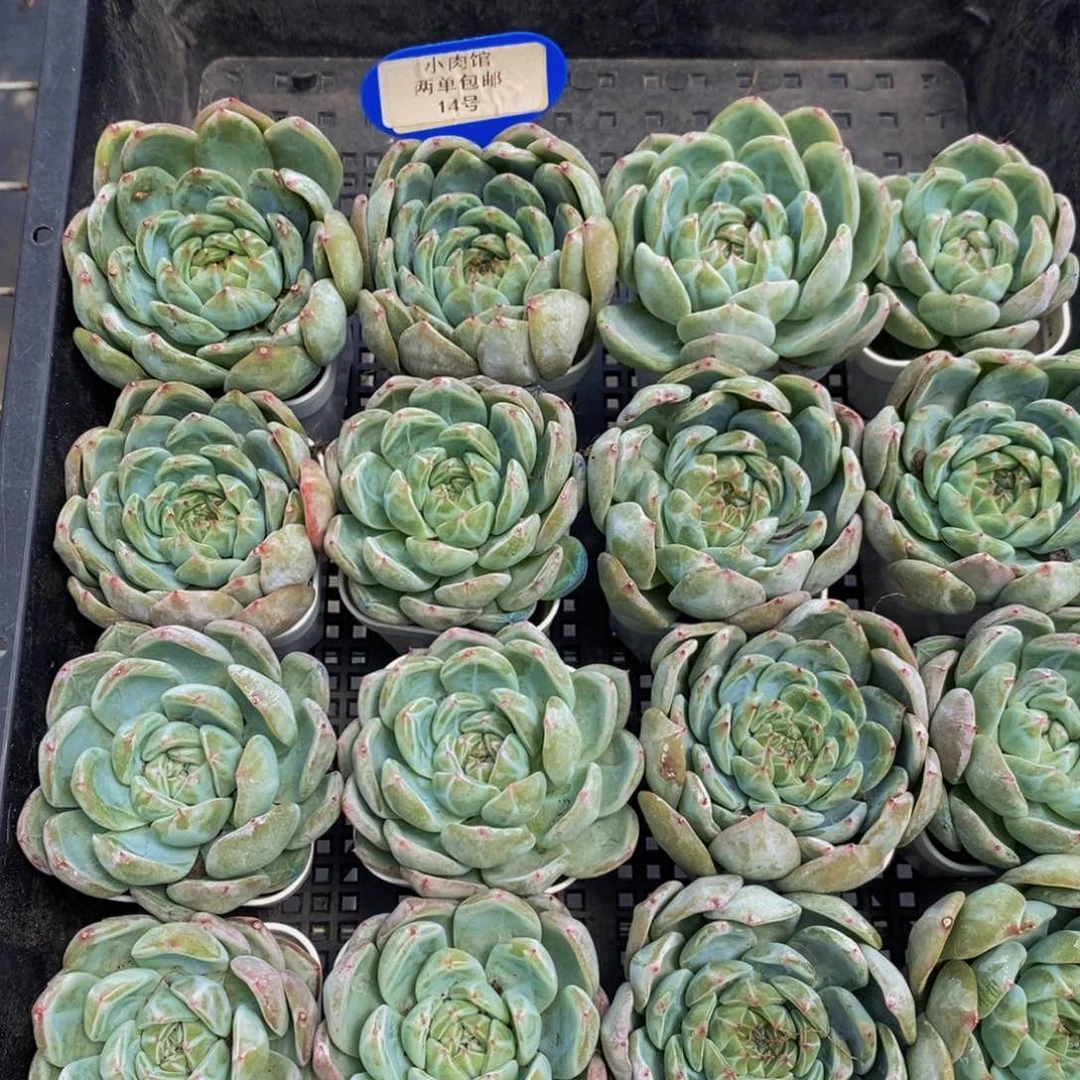 14-福利雪花珍妮单头一个