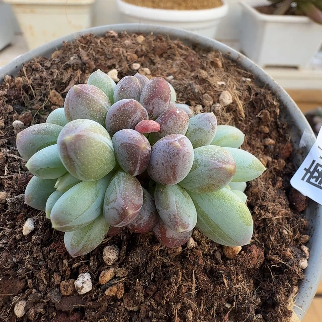 弗莱布111111230-47