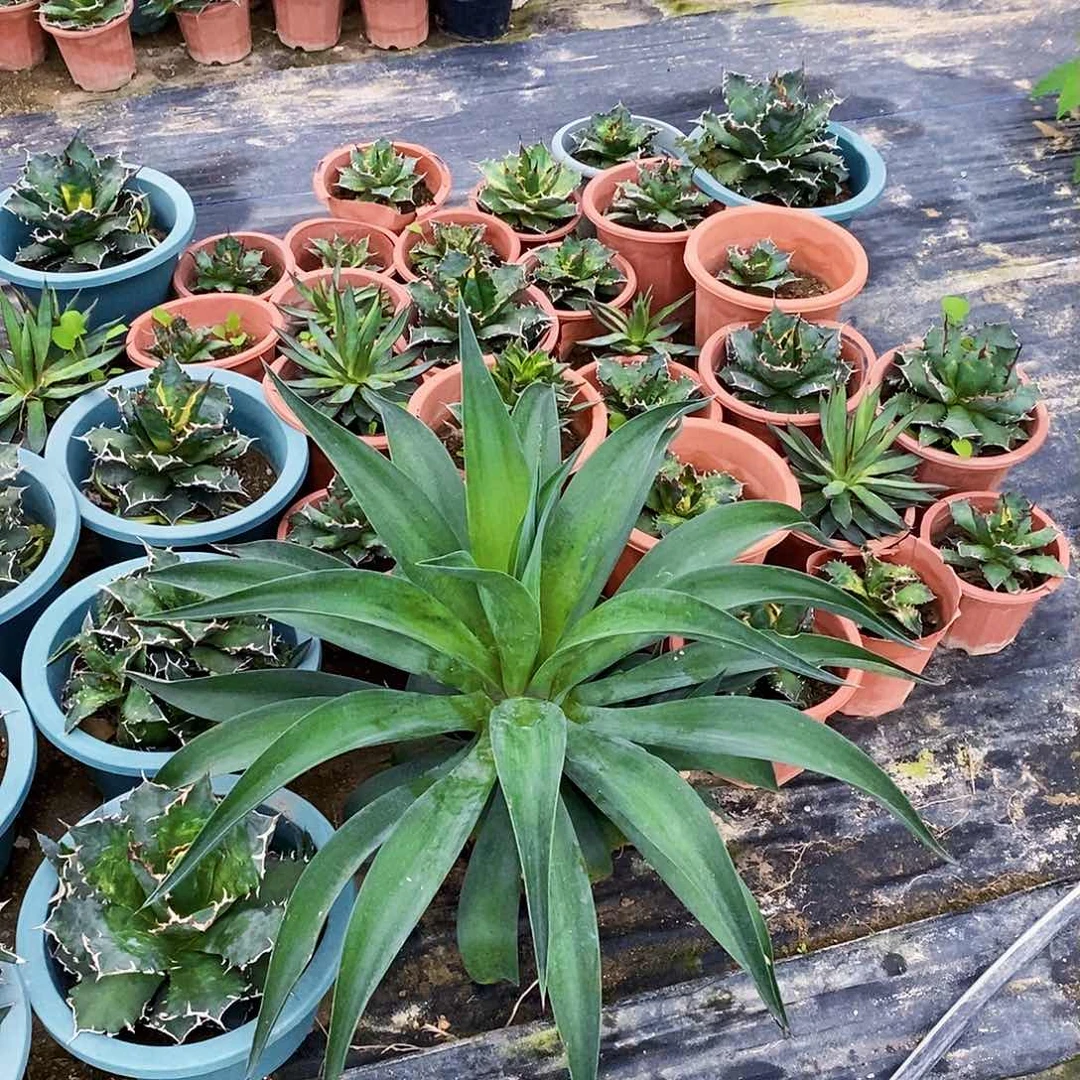 明**金0000000000000000