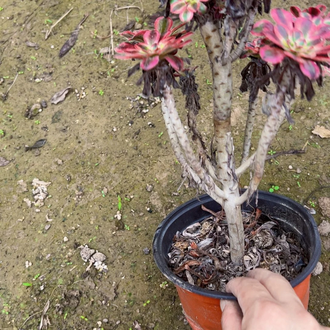 香奈儿多肉植物0381