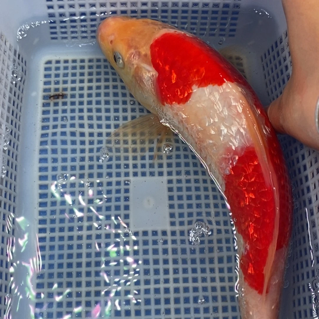 锦鲤冷水锦鲤包邮