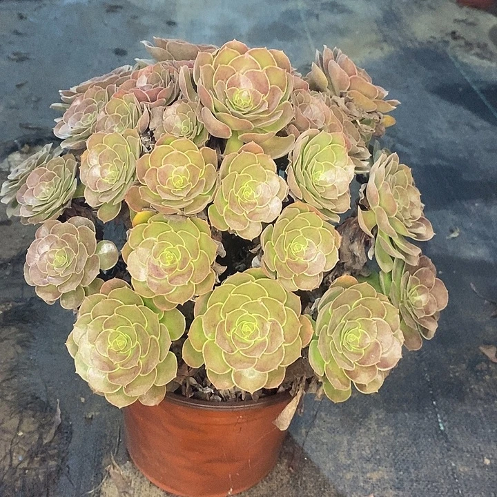 荷兰玫瑰多肉植物050