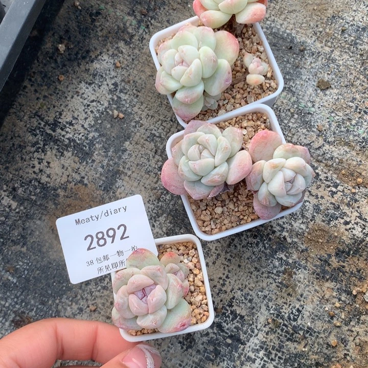 2892三颗冰玉带盆包邮