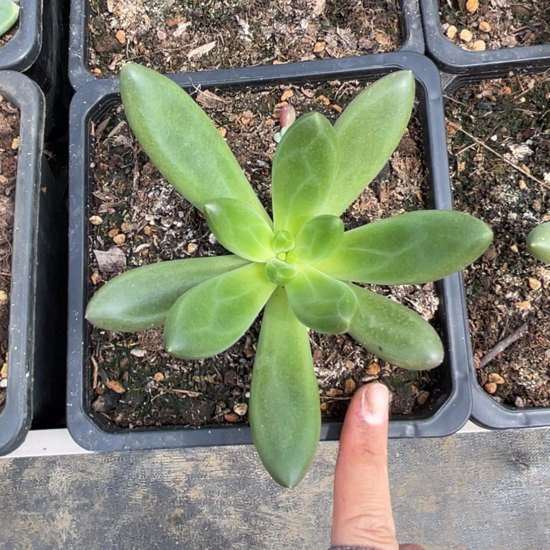 星***泊美人系多肉植物发货