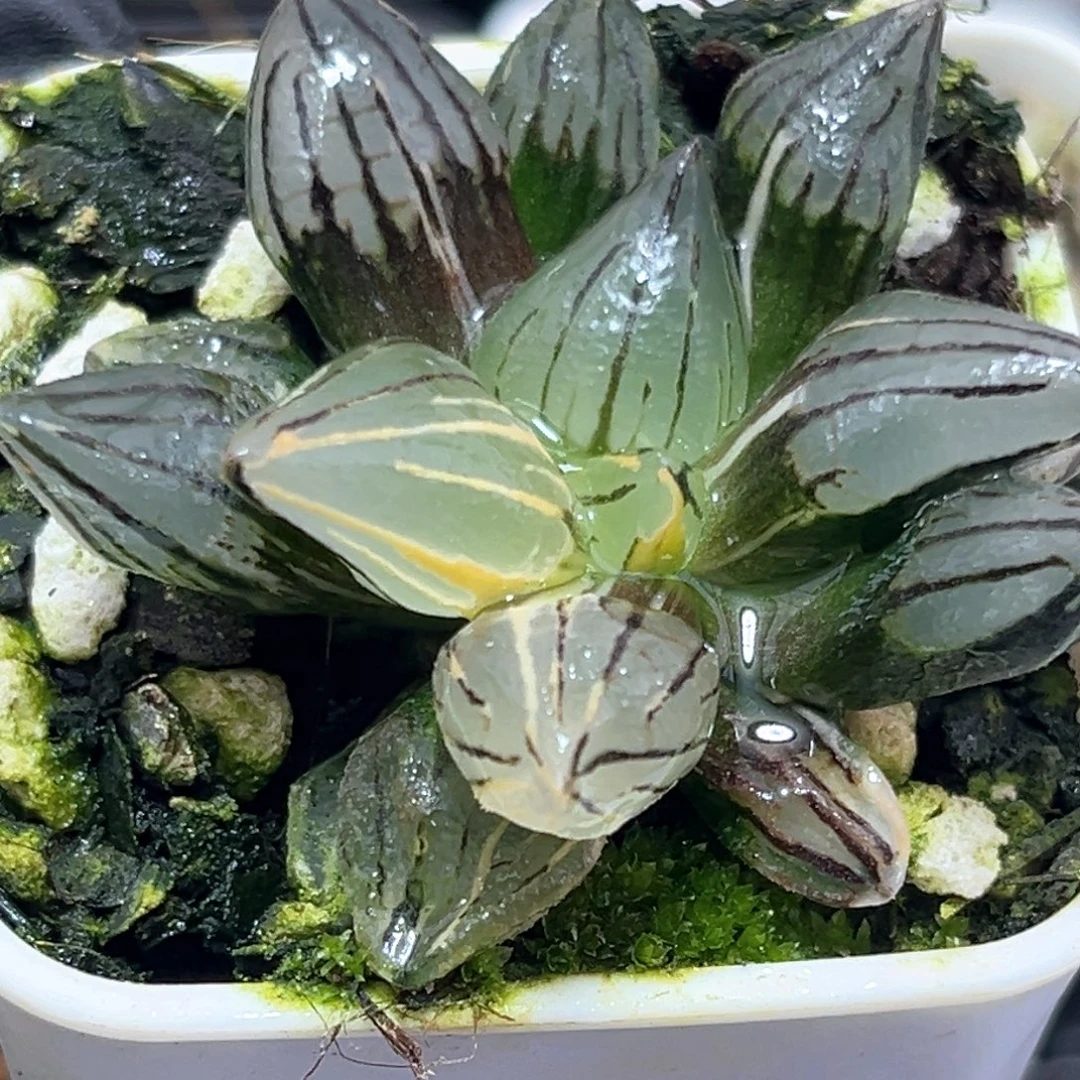 恭喜发财大吉大利4292