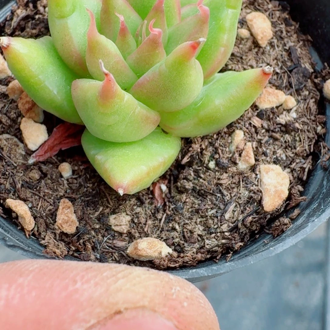 多肉杂交一物一拍14-81