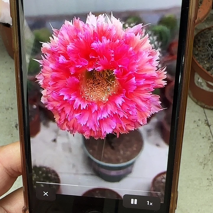 彩草2号羽毛测牙公分左右