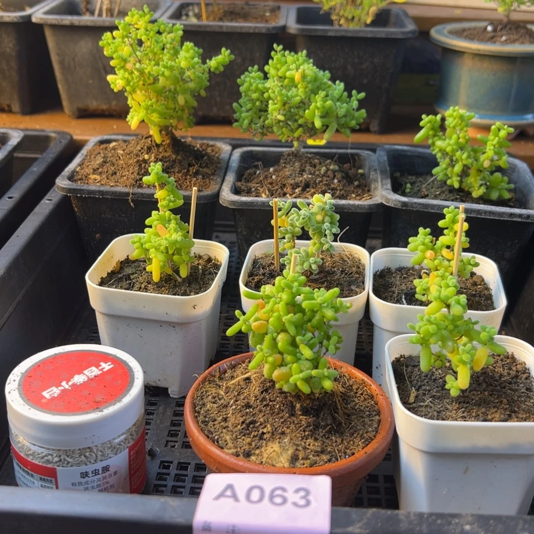 枝干番杏多肉植物063