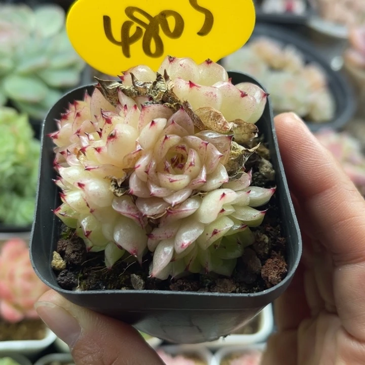 凤凰火麦秆群4803