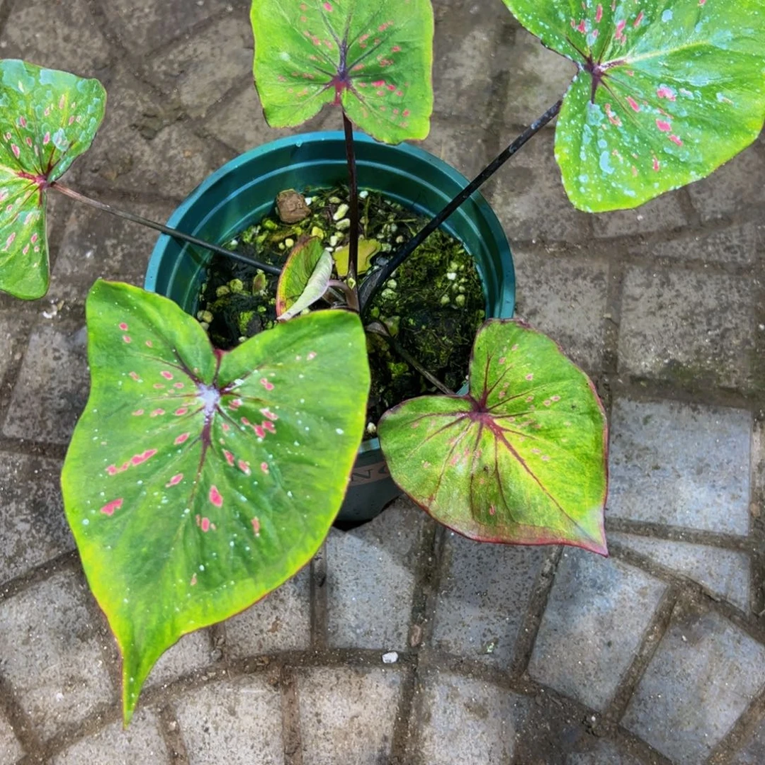 丽***姐完全开放8622泰彩