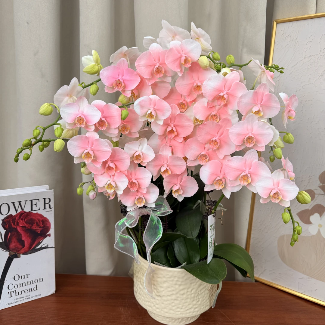 蝴蝶欗《火烈鸟》欧洲进口花花  高端喷色 艺术稀缺马卡龙色系