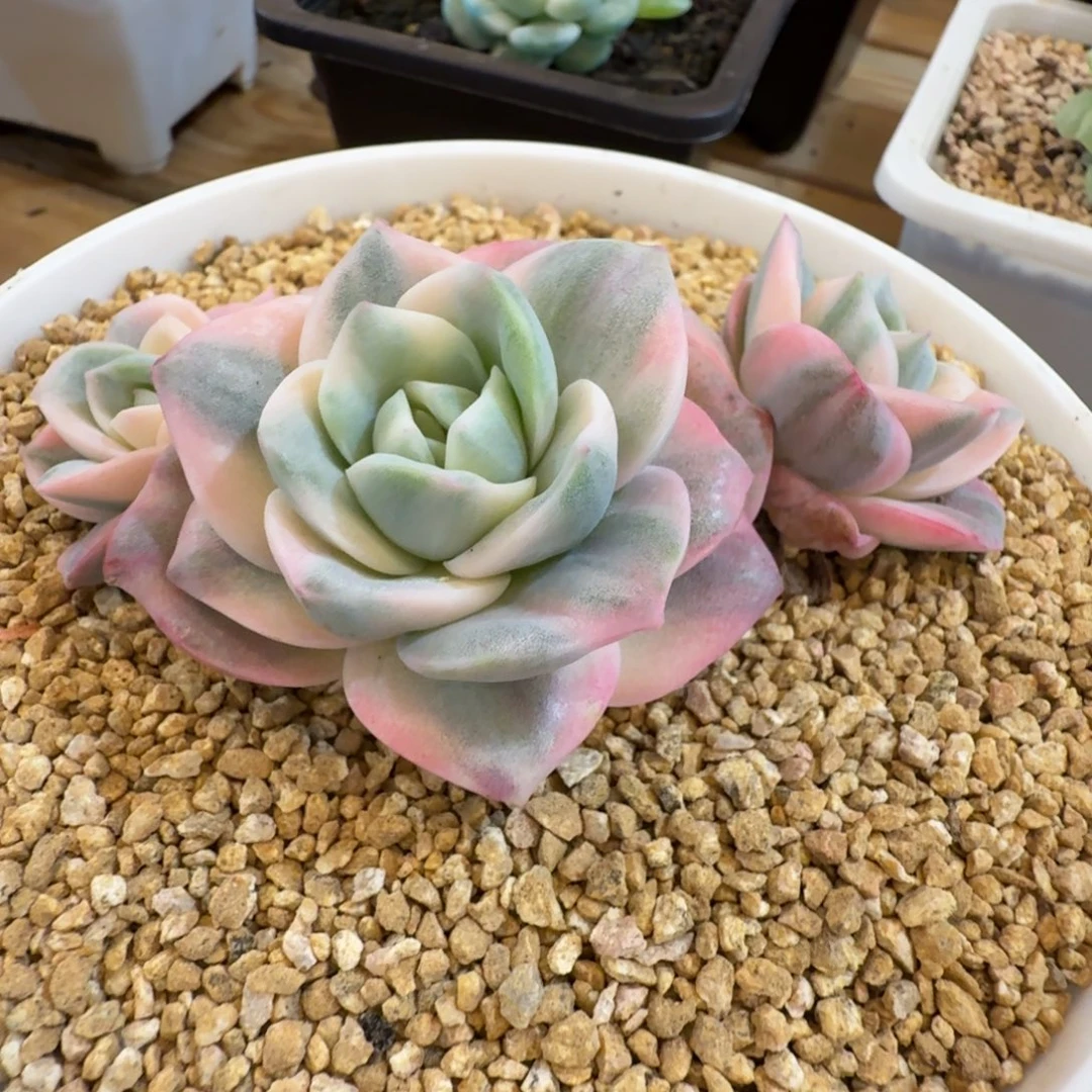 彩体可爱玫瑰 安吉园艺