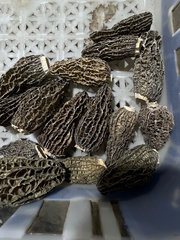 4-7G10羊肚菌0527