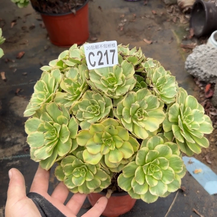 金秋……多肉植物……