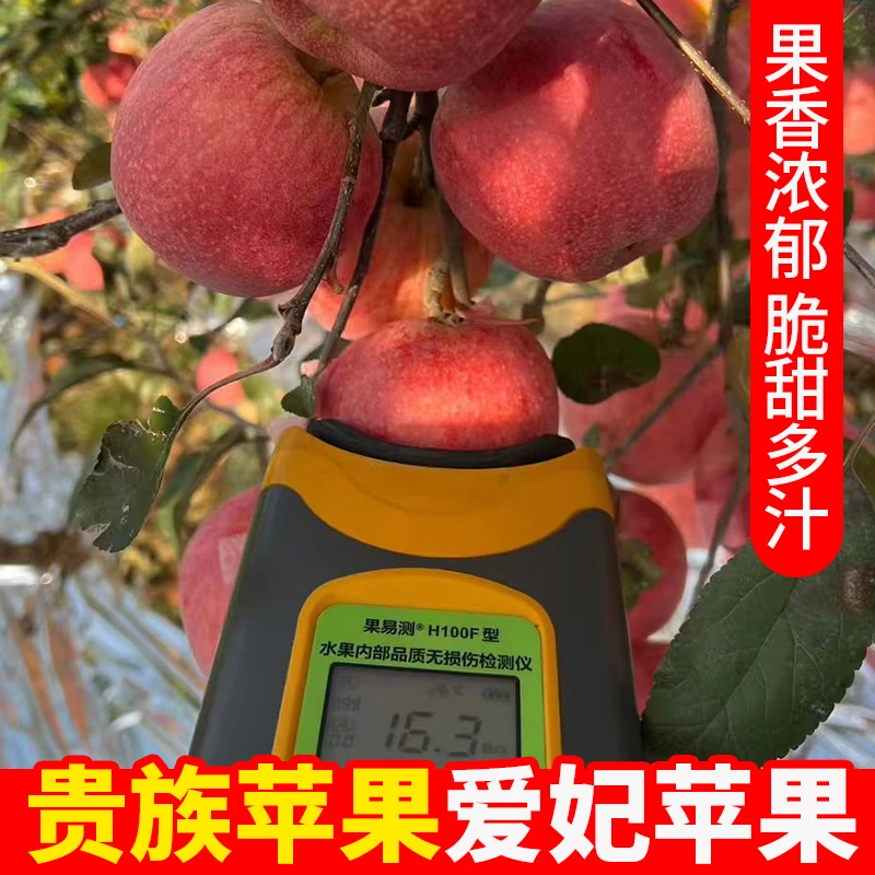 爱妃苹果烟台果园直发新鲜脆甜果香味当季冰糖心4.5斤