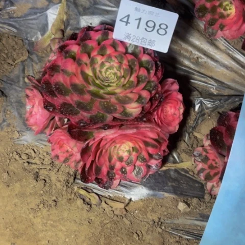 倾城多肉多肉4198
