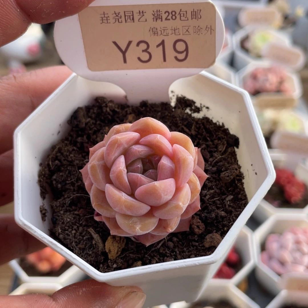 0319草莓果酱4.0厘米